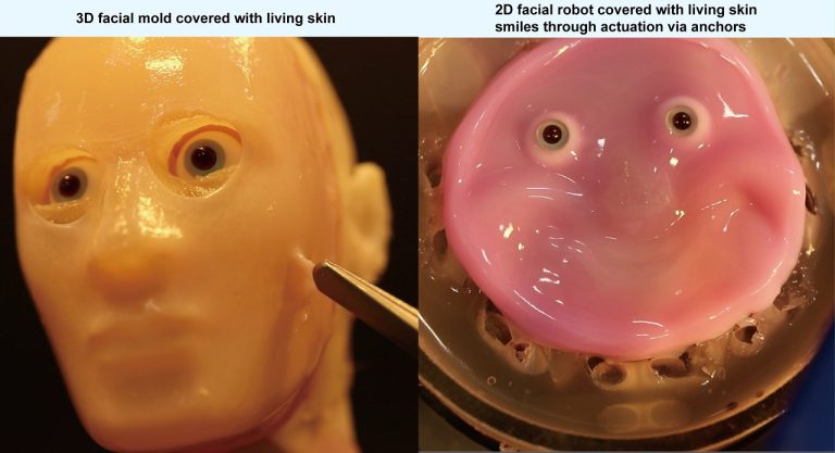 Scientists Develop Self Healing Skin For Lifelike Robots