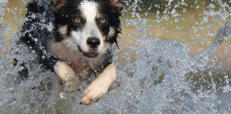 Dog running