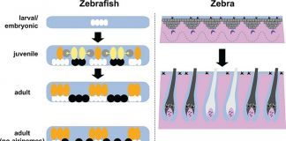 Stripe formation in zebrafish and zebra