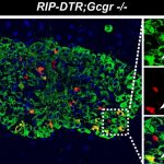 Anti-GCGR mAb treatment