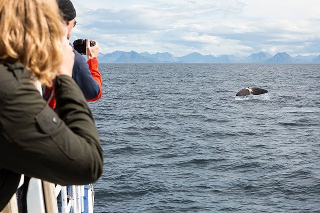Whale Watching_By photographer Daniele Zanoni