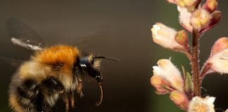 Bee and plant