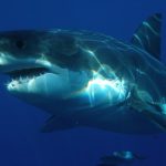 Great white sharks