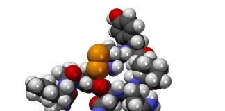 oxytocin love hormone