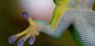 Leopard geckos can make new brain cells