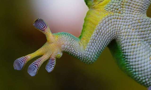 Leopard geckos can make new brain cells