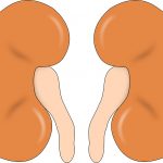 Why women may have better kidney functions than men