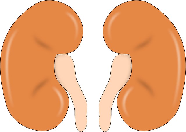 Why women may have better kidney functions than men
