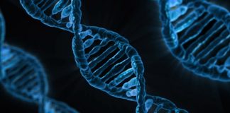 Ancient DNA shows no human population is pure