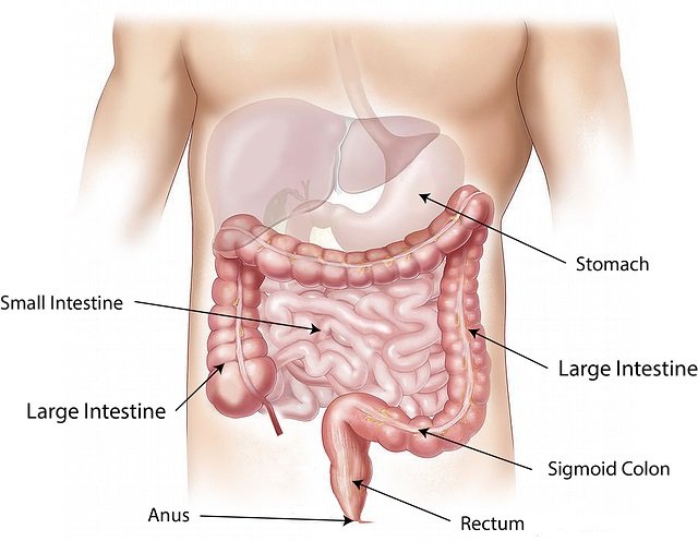 Colon cancer screening and prevention- What you should know