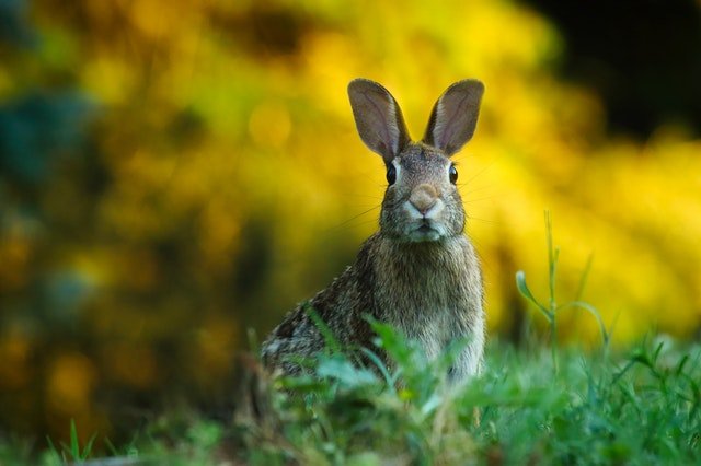 Rabbits love to eat plants high in DNA
