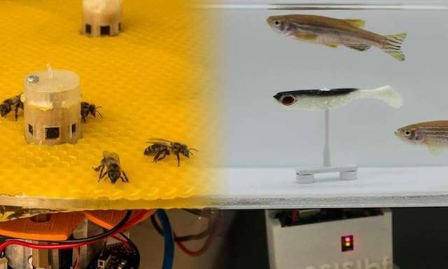 Robots help fish and bees make decisions together