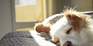 Scientists discover why humans and animals all need to sleep