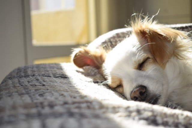 Scientists discover why humans and animals all need to sleep