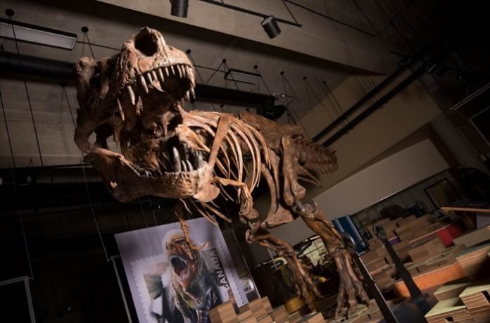 Scientists find biggest Tyrannosaurus rex in the world