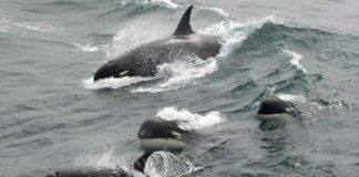 Scientists may discover a new species of killer whale