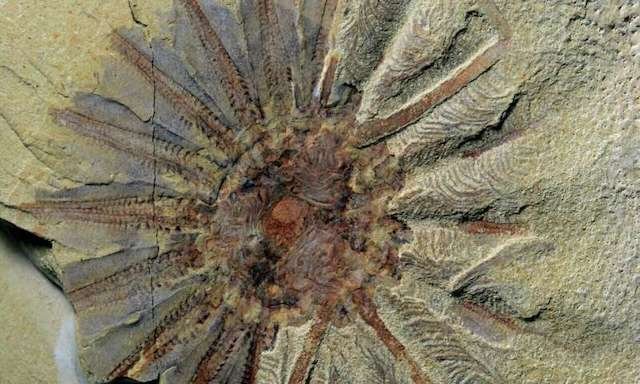 This 520 million-year-old fossil show origins of comb jellies
