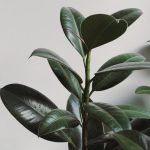 This new houseplant could clean your home’s air effectively