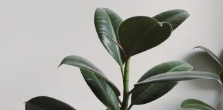 This new houseplant could clean your home’s air effectively