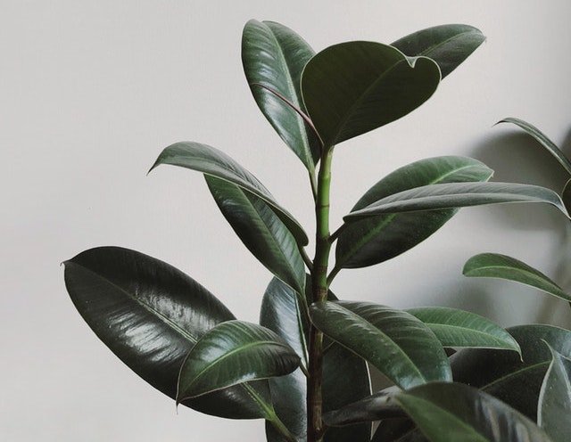This new houseplant could clean your home’s air effectively