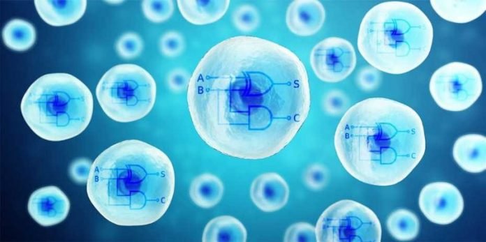 Scientists develop a biosynthetic dual-core cell computer