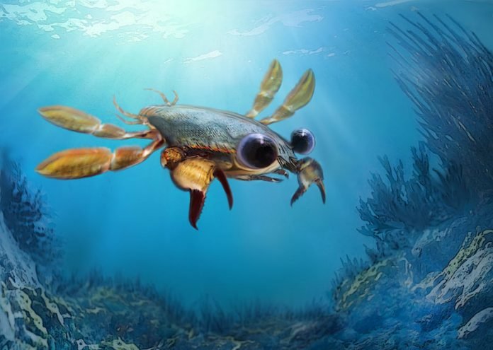 Scientists discover a 95-million-year-old crab species