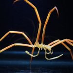 Why spiders in the deep sea are so big