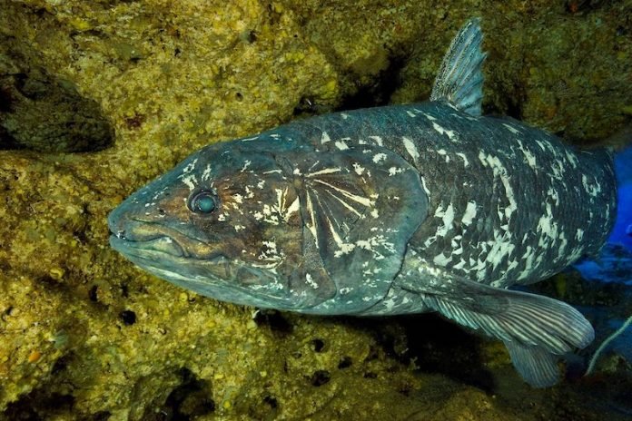 World’s oldest fish shows how ancient skull evolved