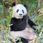 For giant pandas, bamboo is vegetarian 'meat'
