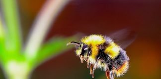 How the bumble bee got its stripes