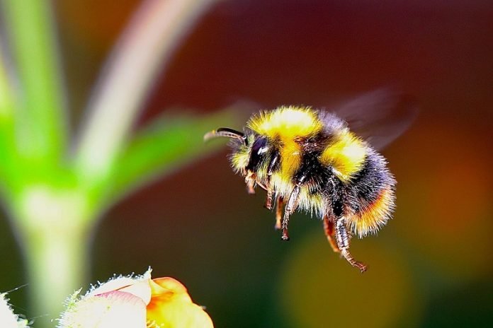 How the bumble bee got its stripes