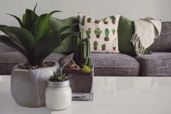 This houseplant can keep your home air fresh and healthy