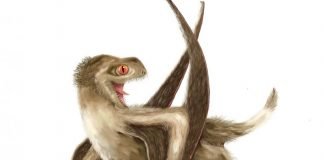 Feathers arose 100 million years before birds