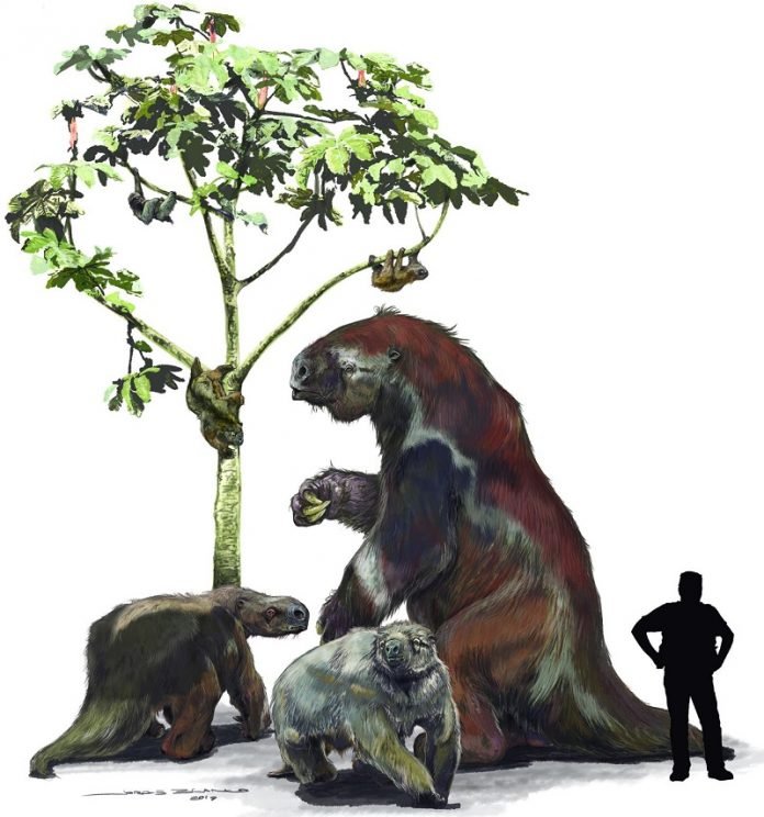 How sloths went from ground-dwelling giants to the small tree-climbers