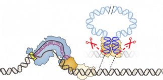 New gene editor could fix major shortcoming of current CRISPR tech