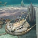 Scientists discover new 'king' of fossils in South Australia