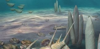Scientists discover new 'king' of fossils in South Australia