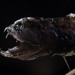 Scientists find why deep-sea dragonfish has transparent teeth