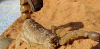 Scientists synthesize healing compounds in scorpion venom