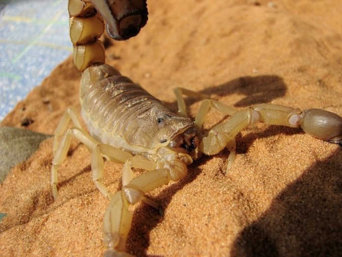 Scientists synthesize healing compounds in scorpion venom