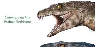 Some extinct crocodile relatives were vegetarians, says study