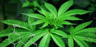 What you need to know about products containing cannabis or CBD