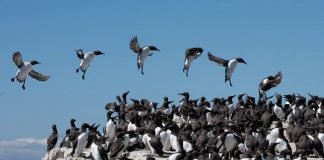Wind can prevent seabirds accessing their most important habitat