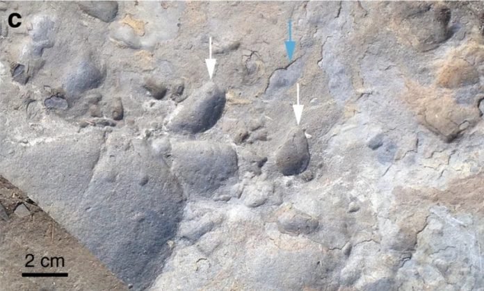 Scientists develop new method for studying early life in ancient rocks