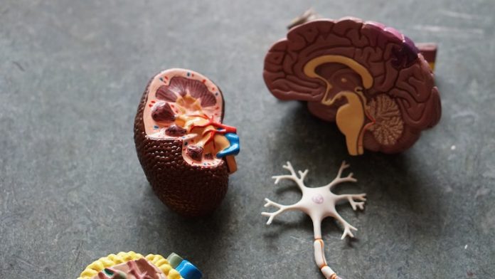This health problem 'more than doubles' risk of kidney failure