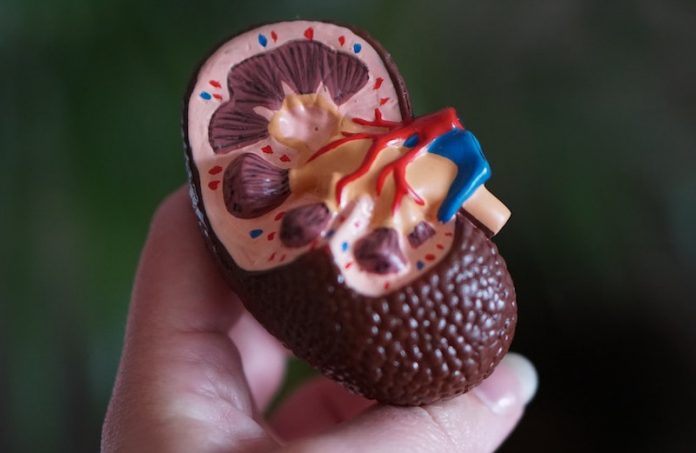 Gout meds may prevent chronic kidney disease