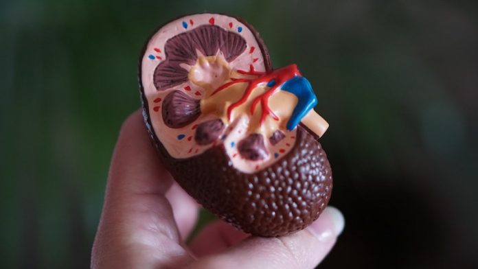 Common hormone may increase risk of chronic kidney disease