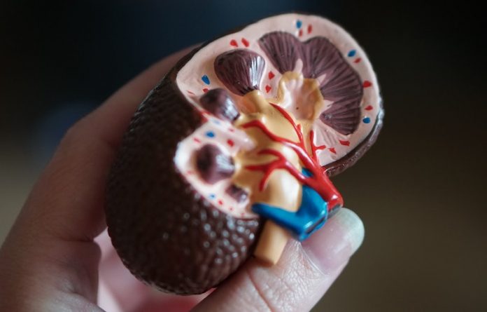 Kidney functions decrease with age, regardless of health