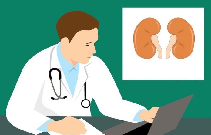 Women and men have different kidney function loss with age