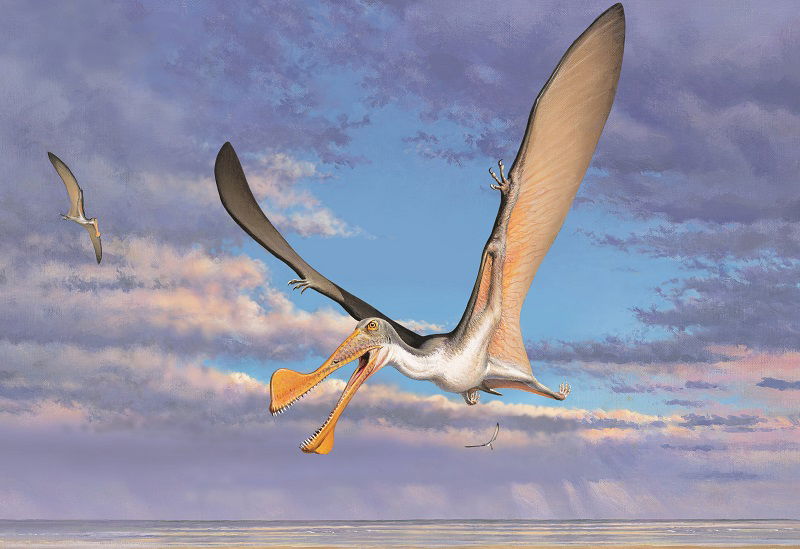 Scientists Discover Oldest Pterosaur Fossils In Australia